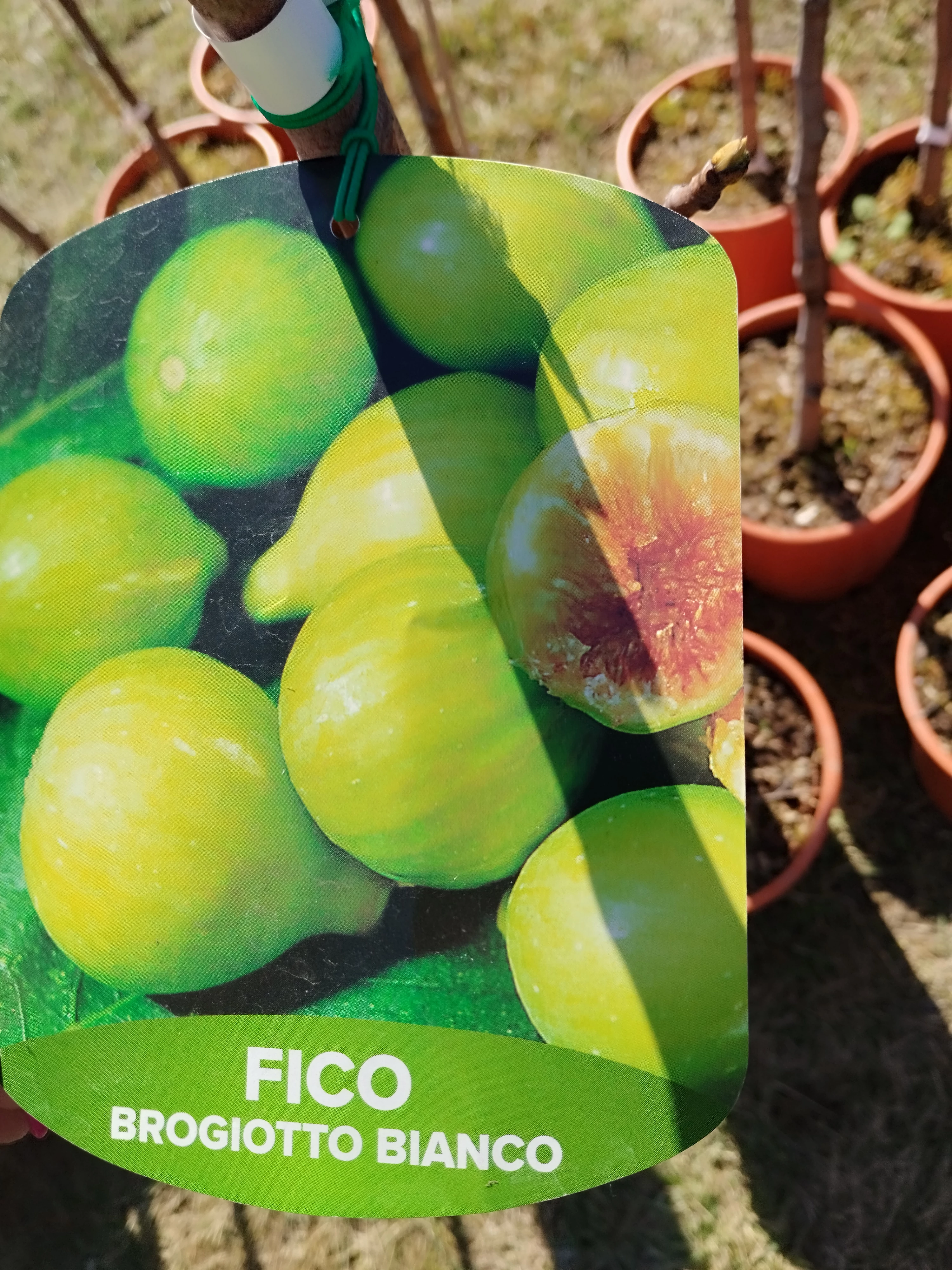 Ficus carica Brogiotto Bianco - Füge törzses K5