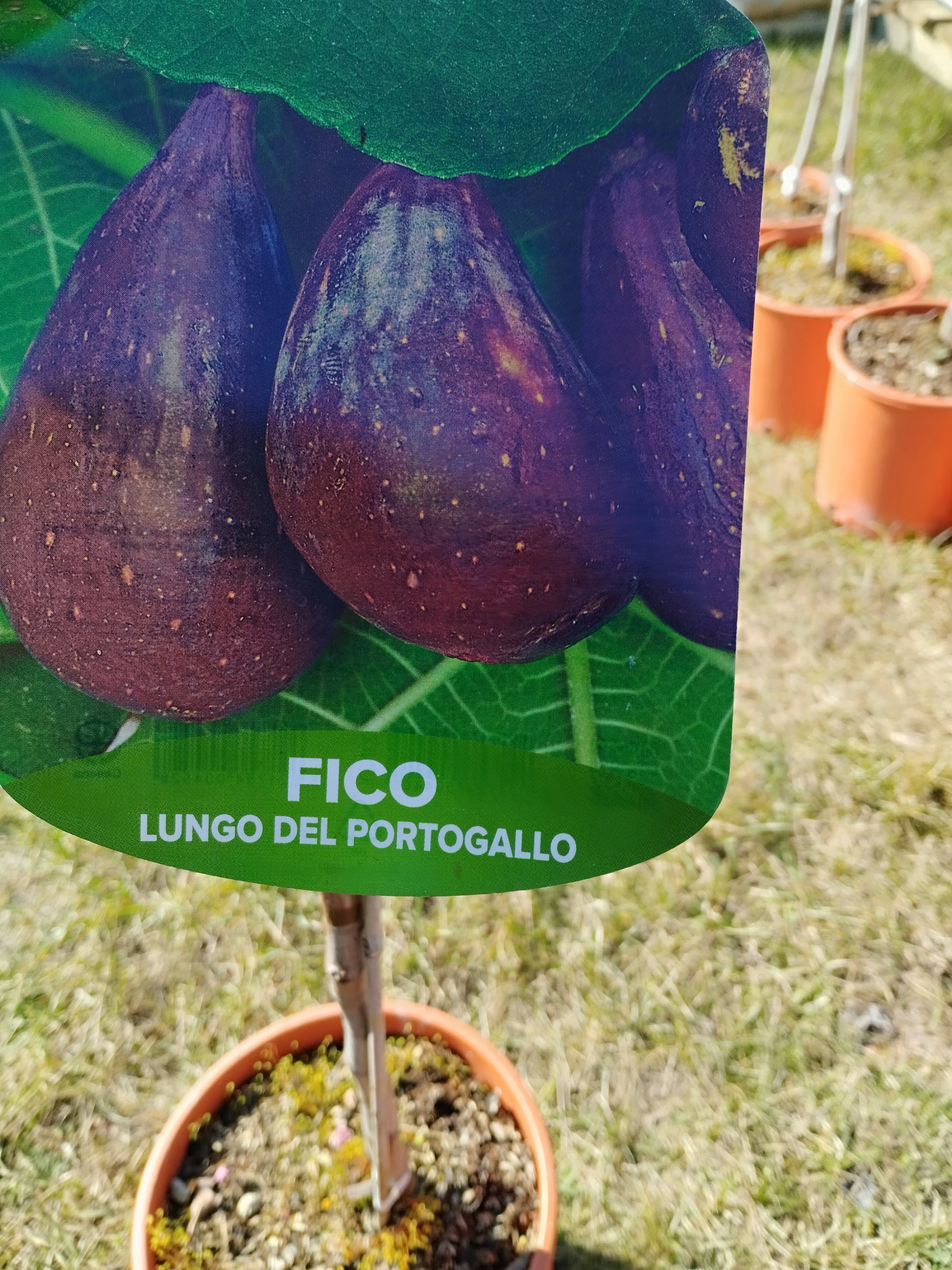 Ficus carica lungo del portogallo  - Füge törzses K5