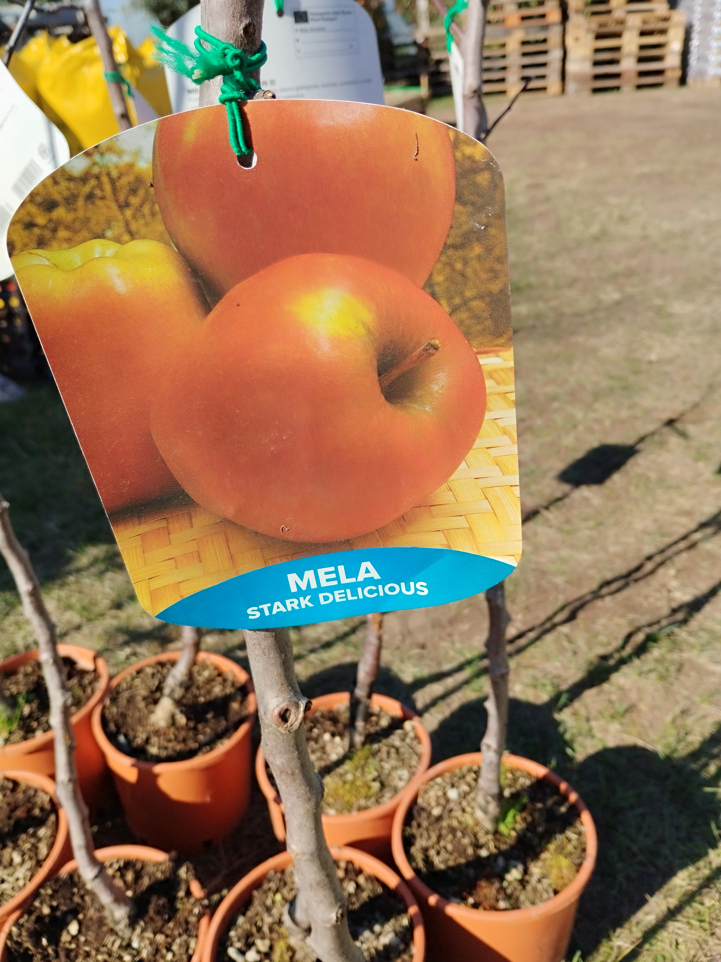 Gyümölcsfa Mela Stark Delicious -  Starking alma K5