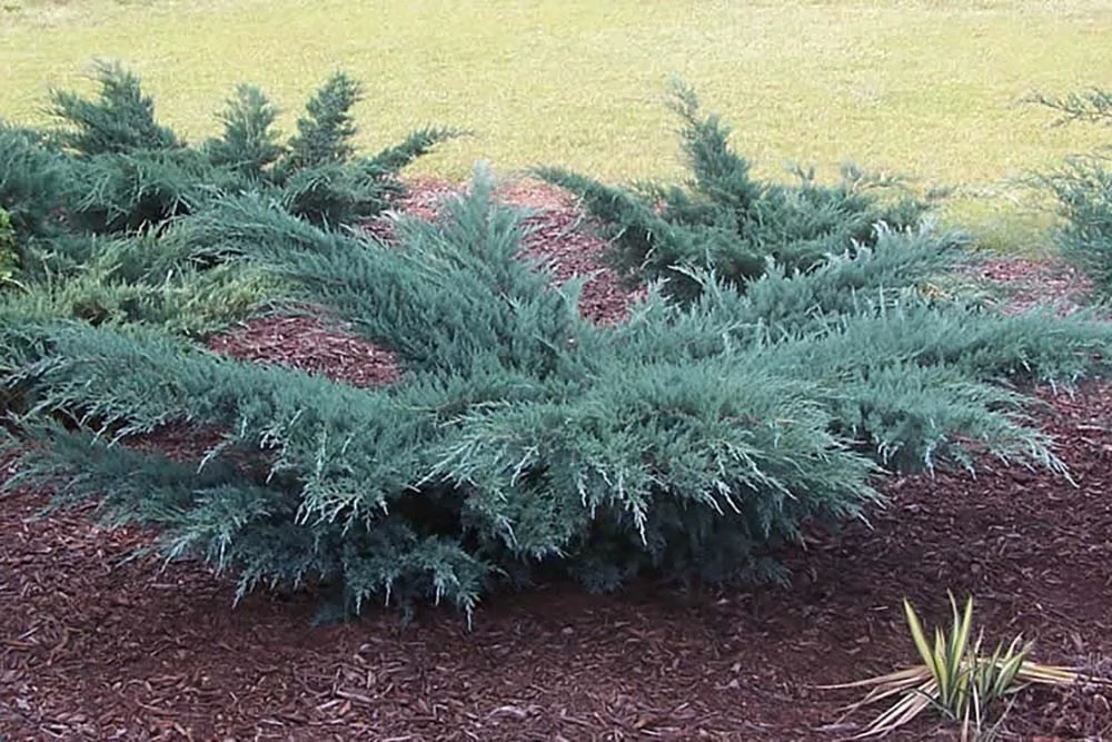 Juniperus virginiana Grey Ow - Virginiai terülő boróka 80+ EXTRA K20/30