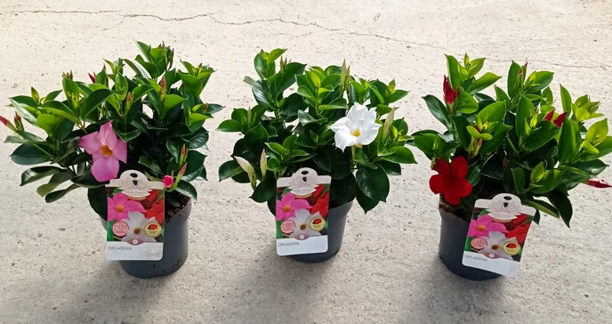 DIPLADENIA SUNDEVILLE CLASSIC 'TROPICAL COAST' - Tölcsérjázmin szelekció K14