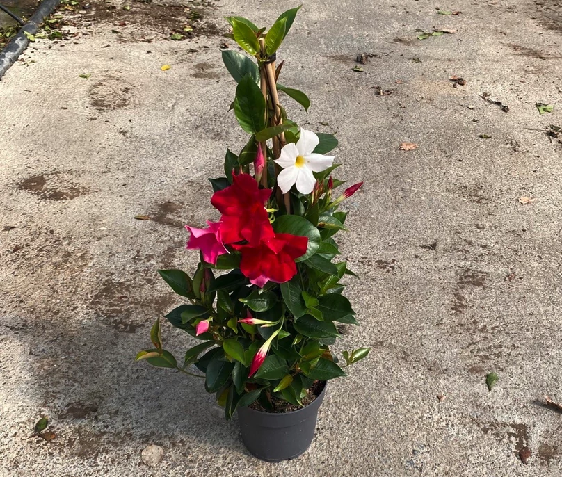 DIPLADENIA MANDEVILLE 'Fushion' TRICOLOR Pyramid  - Tölcsérjázmin kúp 70 cm