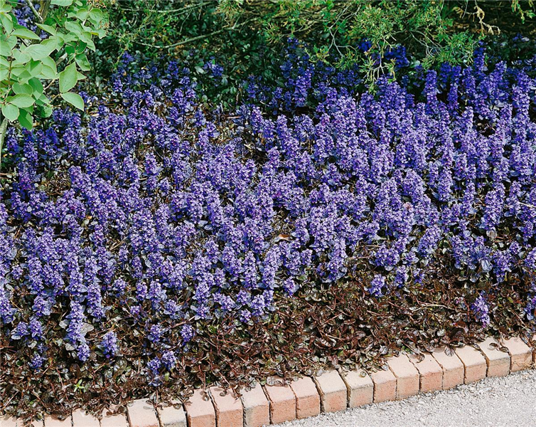 Ajuga reptans 'Elmblut'-Indás Infű Cs9