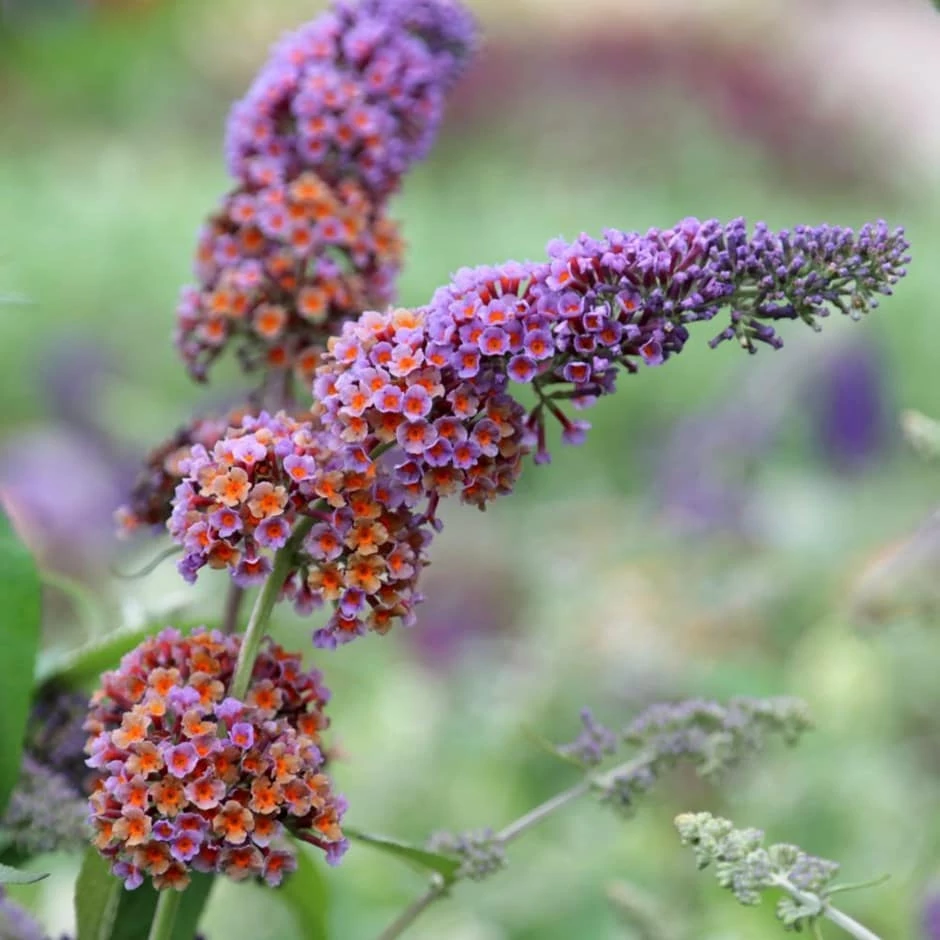 Buddleia x weyeriana Flower Power - Kékes-lilás virágú nyáriorgona 20-60