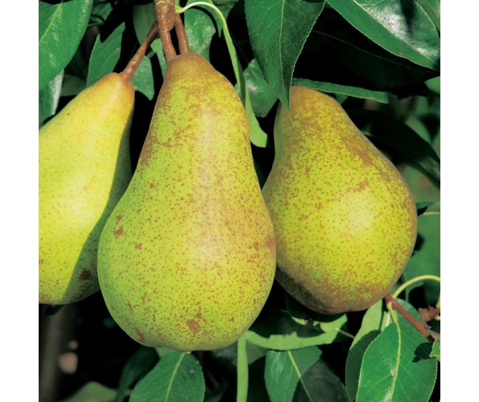Pyrus communis Abate Fetel- Körte K5