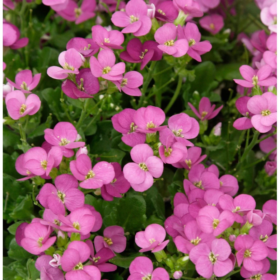 Arabis caucasica Little Tr. Deep Rose - Kaukázusi ikravirág pink CS14