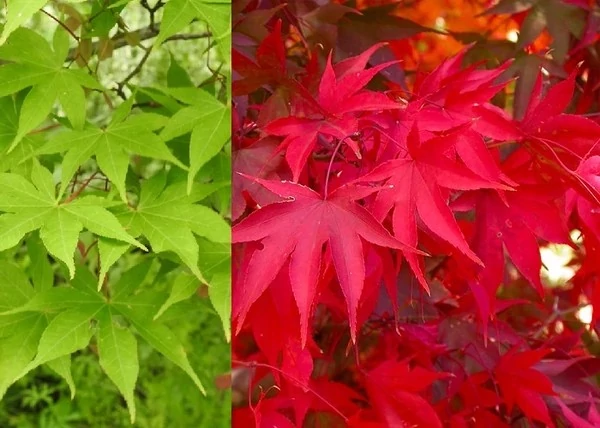 Acer palmatum 'Osakazuki' - Japán juhar narancsvörös K290 250/300