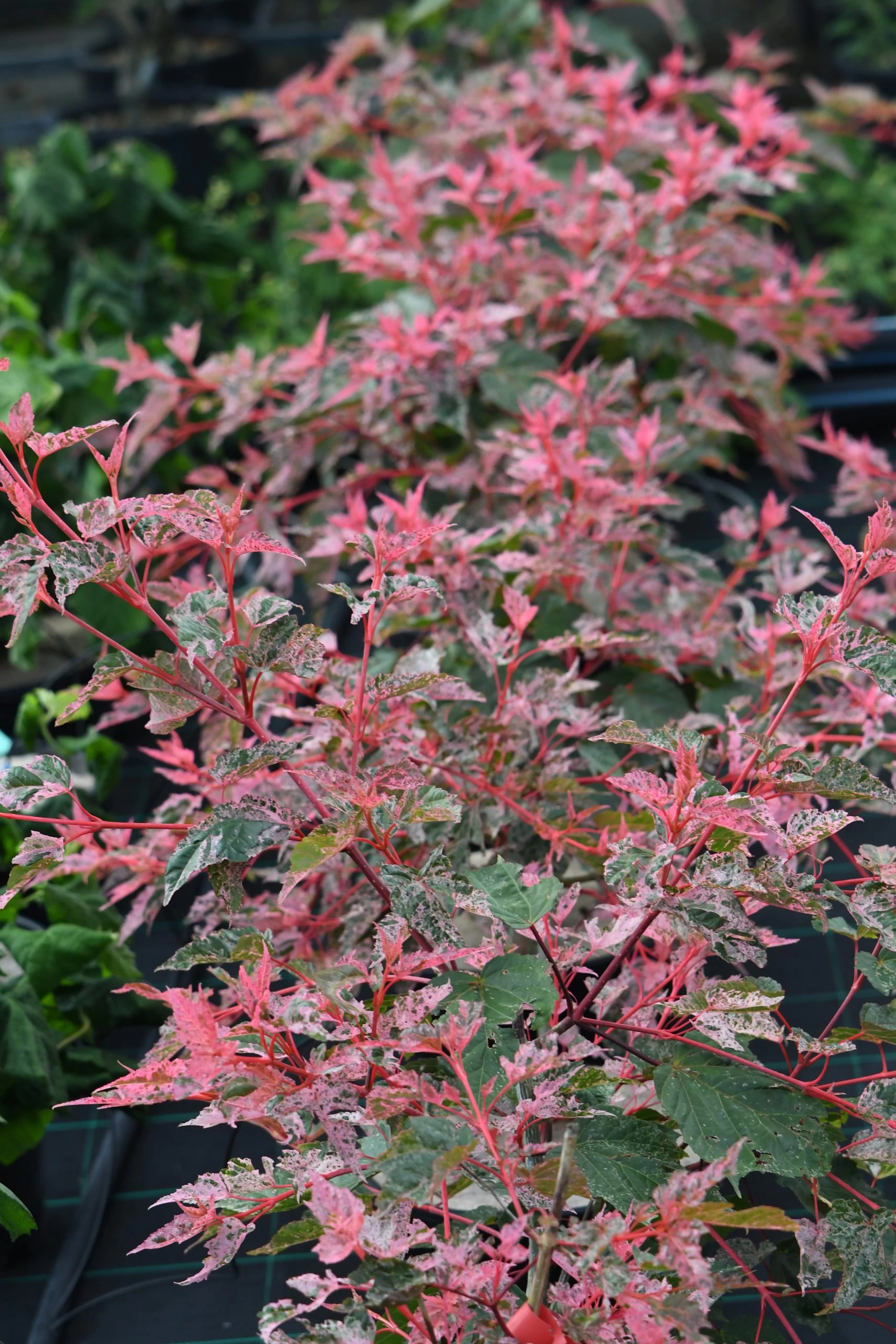 Acer conspicuum Red Flamingo - Vörös flamingó juhar K35 175/200