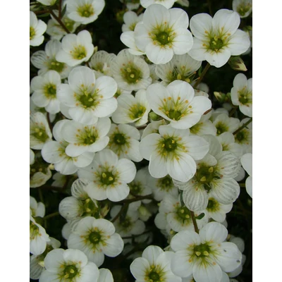 Saxifrag arendsii White Pixie Kőtörőfű CS9