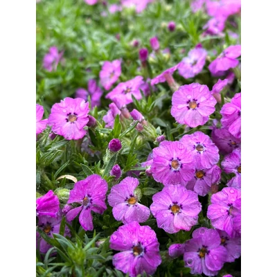 Phlox - Lángvirág douglasi Eva CS9