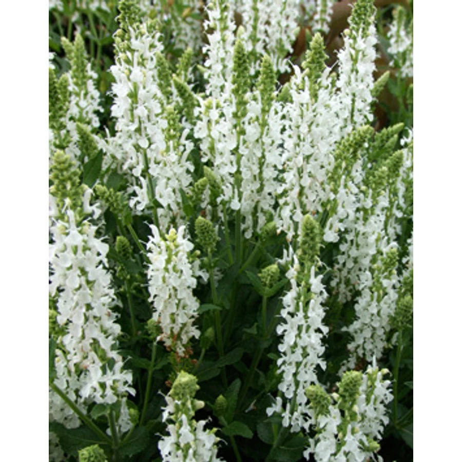 Salvia nemorosa Adrian- Ligeti zsálya CS9