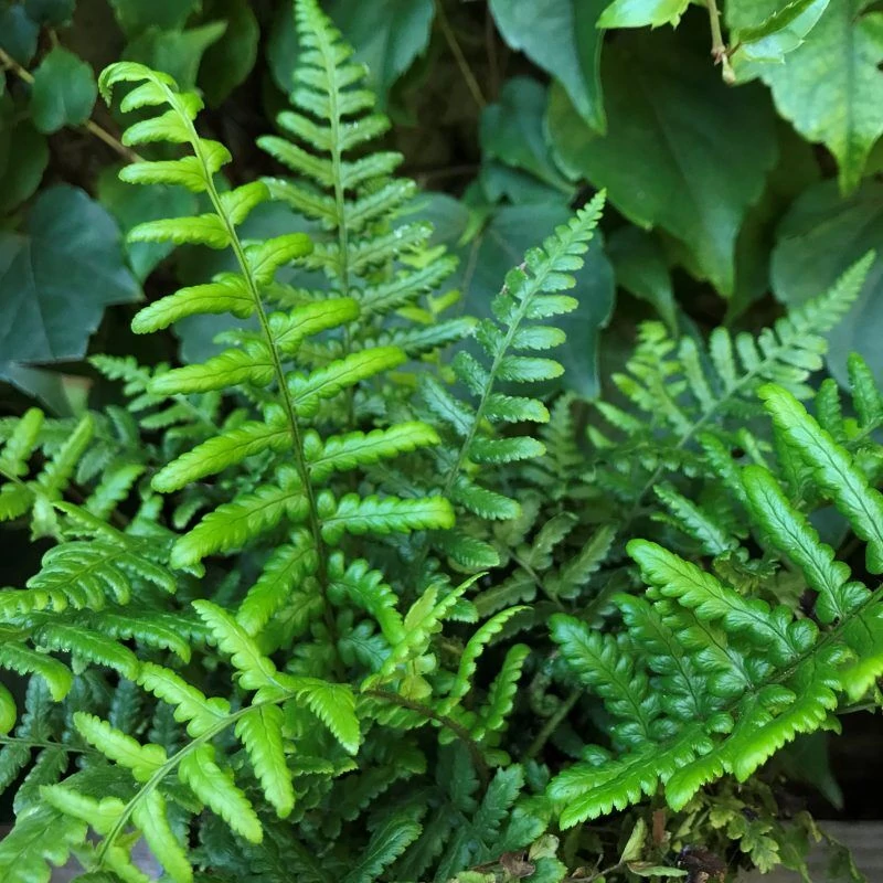 Dryopteris affinis – pelyvás pajzsika Cs9