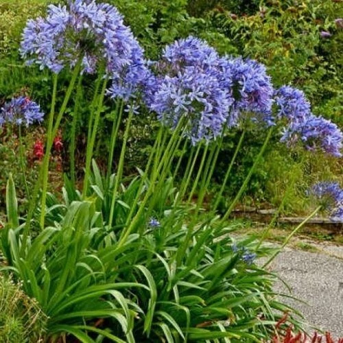Agapanthus Dr Brouwer Szerelemvirág Cs14