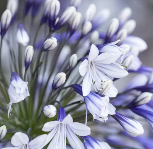 Agapanthus Fireworks - Szerelemvirág CS19