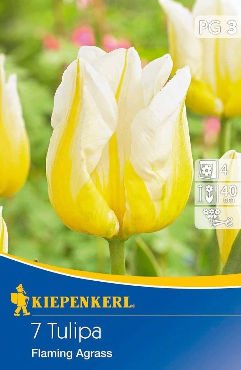 Kiepenkerl Flaming Agrass Triumph tulipán virághagymák 7 db