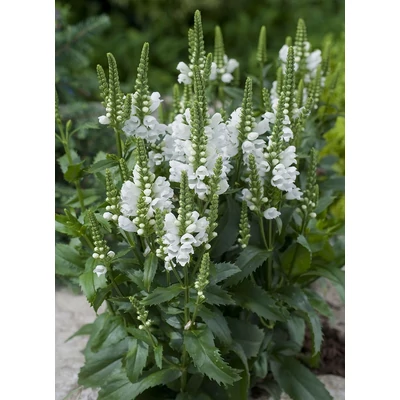 Physostegia Virginiana Chrystal Peak White - Füzérajak CS9