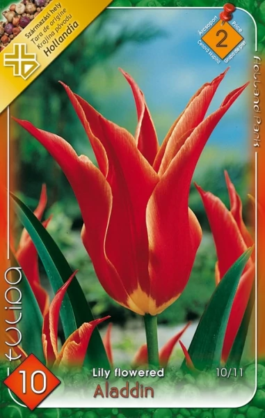 Tulipán virághagyma 8-db-os Aladdin