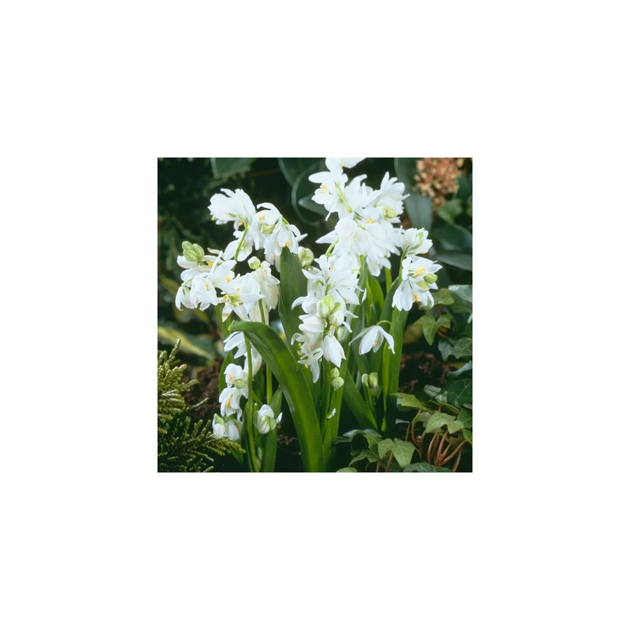 Scilla Siberica Alba Bókoló Csillagvirág Cs9