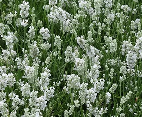 Lavandula Angustifolia Nana Alba Cs9