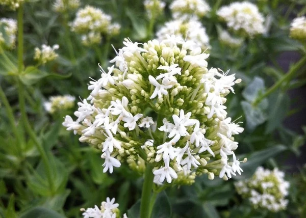 Centranthus ruber Albus -  Sarkantyúvirág CS9