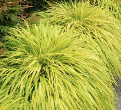 Hakonechloa macra 'All gold'- Aranysárga szálkafű 20-40 C2