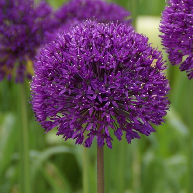 Allium 'Purple Sensation' - Díszhagyma D14