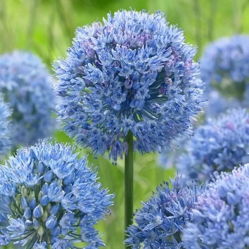 Allium Caeruleum Díszhagyma Cs14