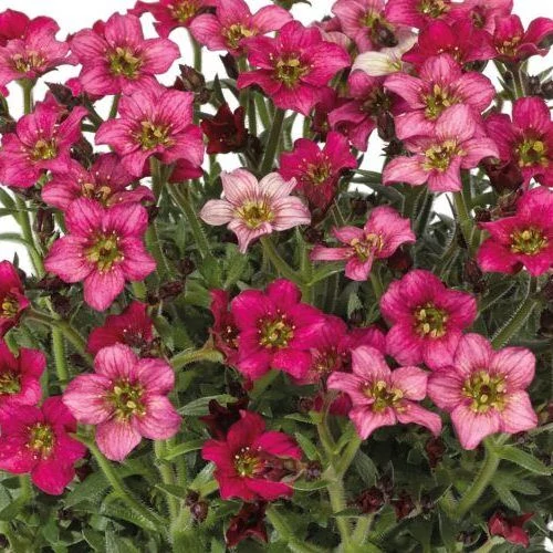 Saxifraga arendsii Alpino Early Picotee - Kőtörőfű CS17