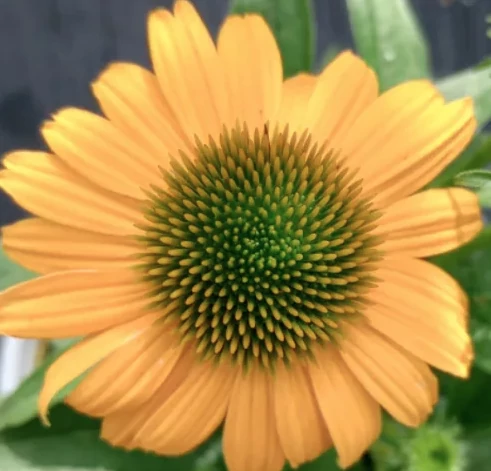 Echinacea purpurea Amaze - Kasvirág Cs15