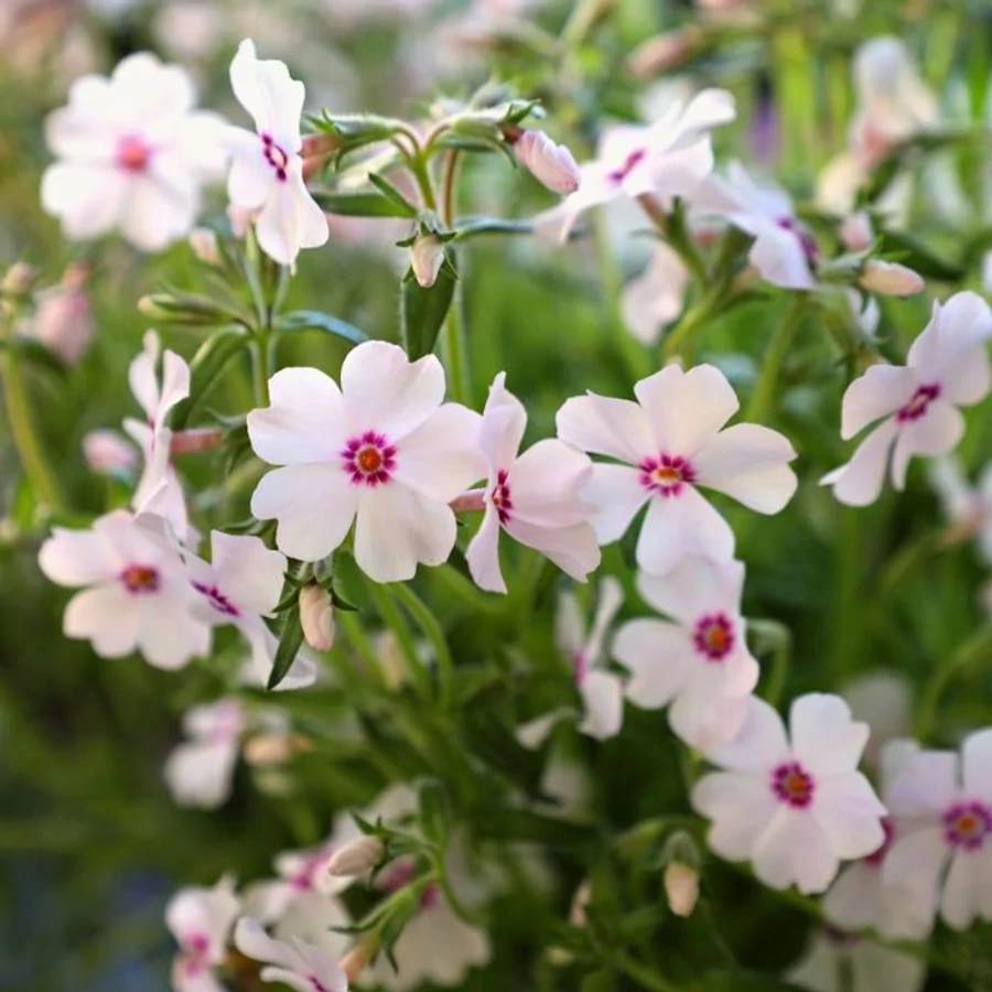 Phlox - Lángvirág Amazing Grace Cs9