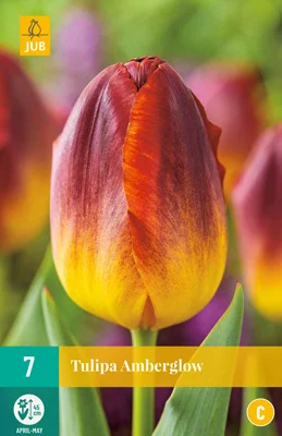 Jub Amberglow tulipán virághagyma 7db/cs