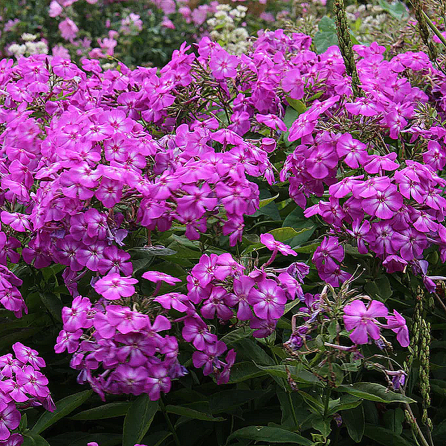 Phlox paniculata Amethyst - Bugás lángvirág D14