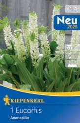 Kiepenkerl Eucomis autumnalis Üstökliliom ananászliliom fehér 1db