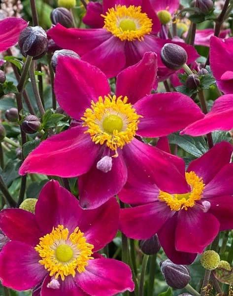 Anemone hupehensis Fantasy Ariel - Őszi szellőrózsa, kínai szellőrózsa CS14
