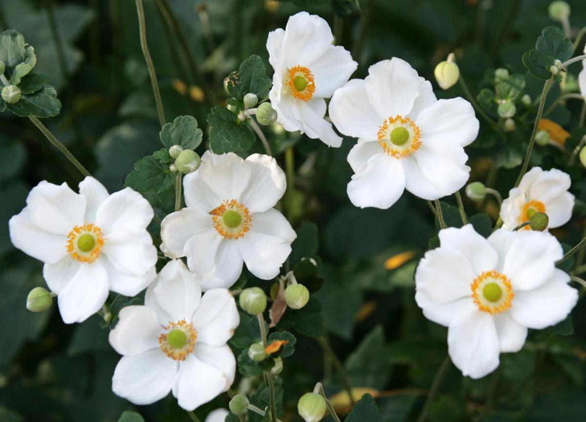 Anemone x  hybrida Honorine Jobert - Szellőrózsa CS14