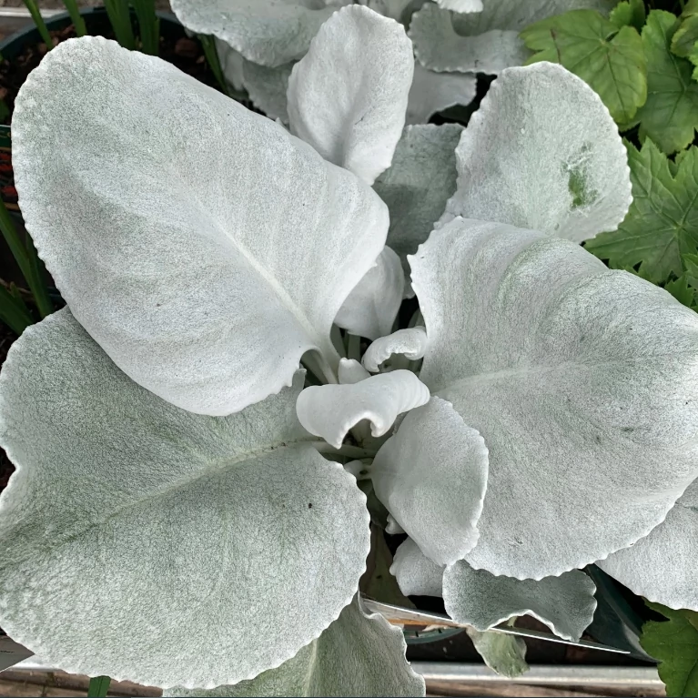 Senecio Candidans Angel Wings - Fehéres aggófű Cs19