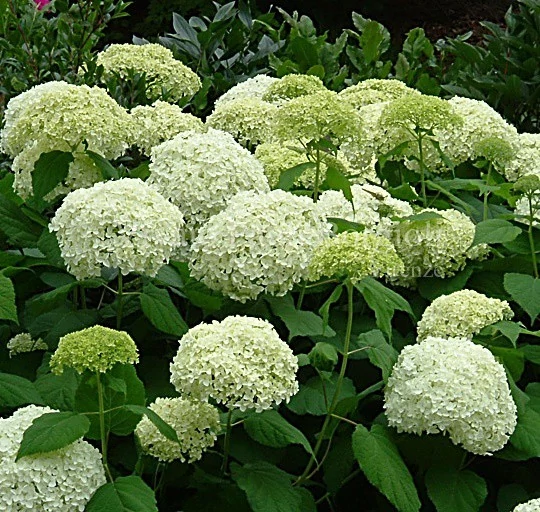 Hydrangea Arborescenes Annabelle - Cserjés hortenzia K3L 20/40