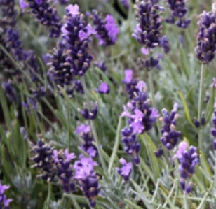 Lavandula Angustifolia Anna Cs9