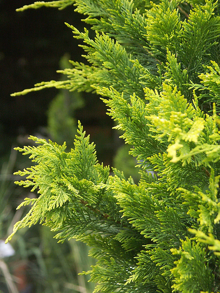 Cupressocyparis leylandii Gold Rider -  Arany leylandi ciprus K2 30/40