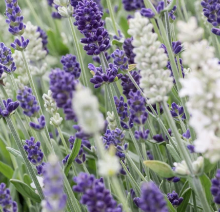 Lavandula angustifolia Ardèche® MixMasters® Air Force CS14