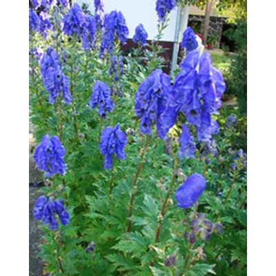 Aconitum camichaelii Arenddii  Őszi sisakvirág Cs14