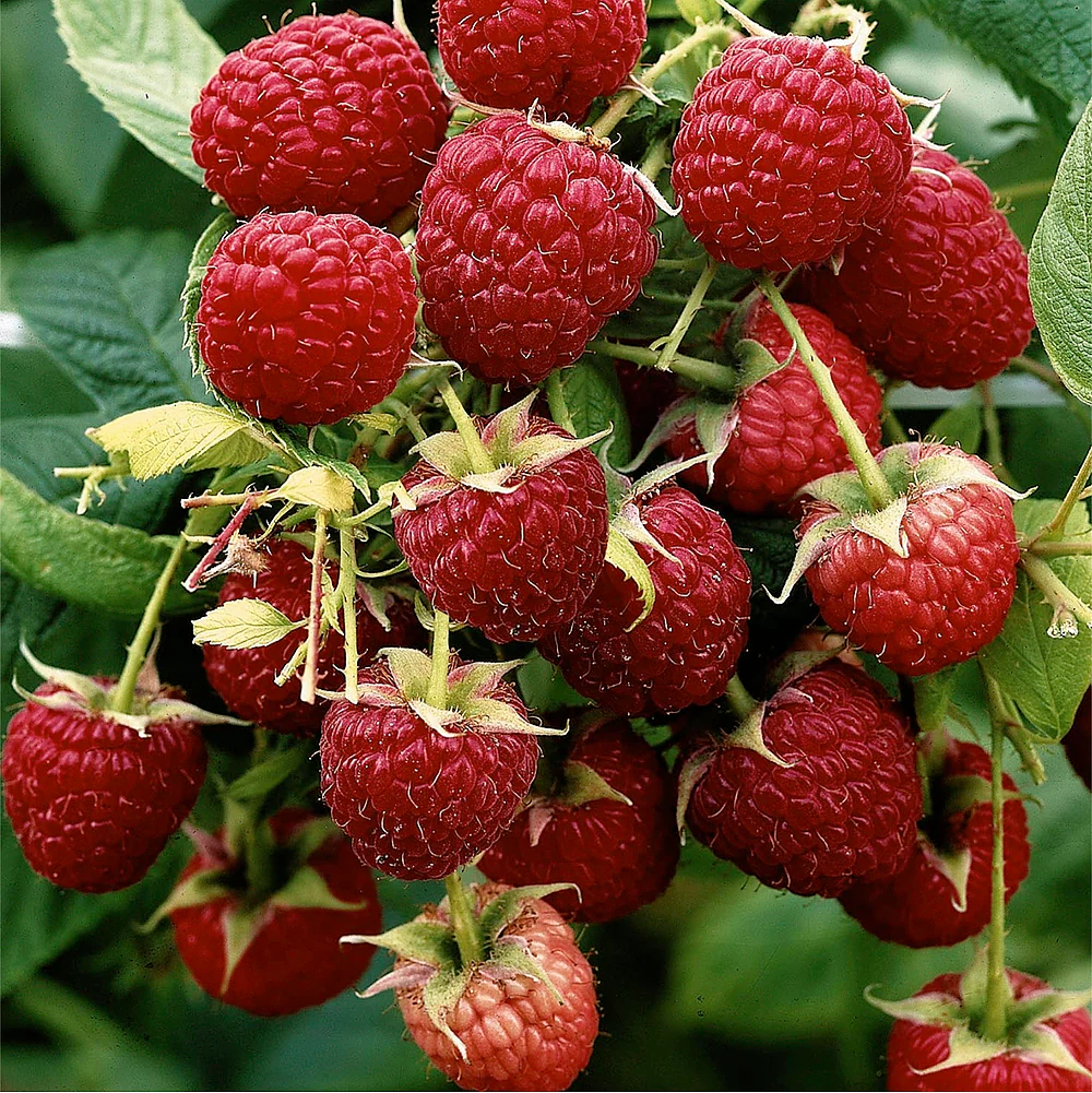 Rubus idaeus Aroma Queen - Bőtermőtermő málna K2 30/50