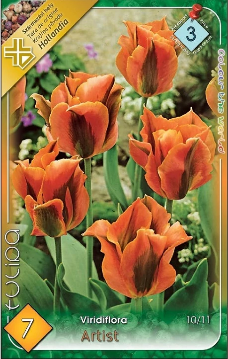 Tulipán virághagyma 7-db-os Artist