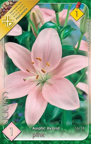 Liliom  Asiatic   Pink 1-db-os