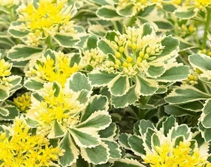 Sedum takesimense Atlantis - Varjúháj CS14