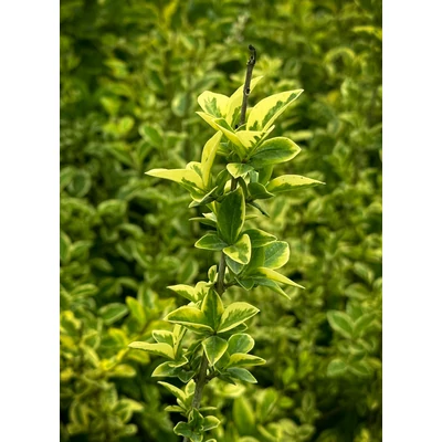 Ligustrum ovalifolium 'Aureum' - Aranytarka széleslevelű fagyal K2 20/30