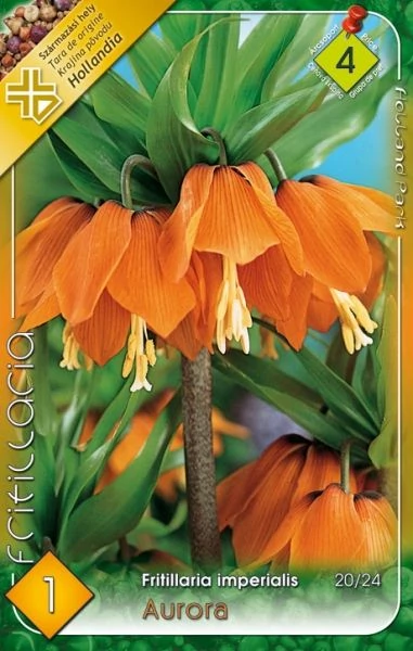 Császárkorona frittillaria aurora 1-db-os