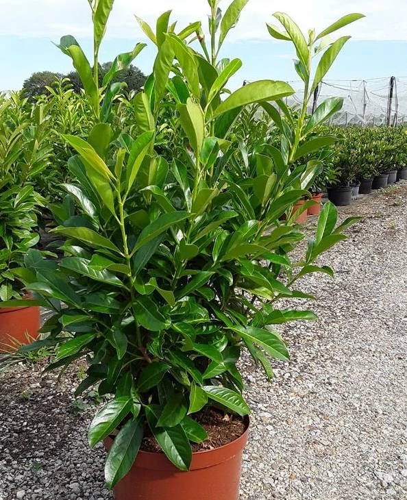 Prunus laurocerasus 'Fontanette' - Oszlopos babérmeggy 125/150 K25/40