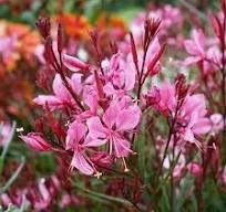 Gaura lindheimeri Baby Butterfly Dark Pink - Díszgyertya CS14