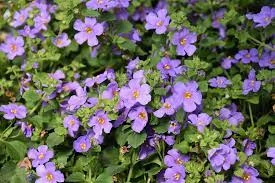 Bacopa fehér, lila CS12
